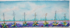 Agave Field 1